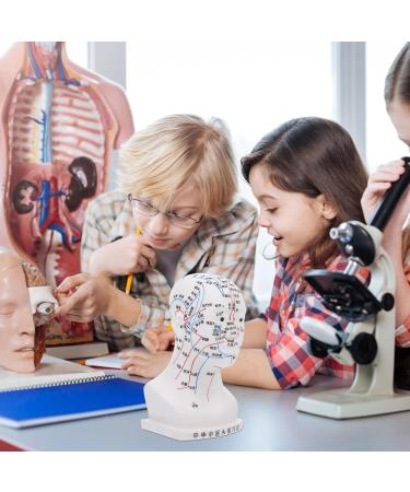 Frcolor Acupuncture Point Model - Realistic Medical Head Massage Aid for Schools & Hospitals | PVC Learning Tool 22x12x8cm - Buy Online on GoSupps.com