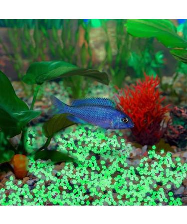 300 Colorful Fluorescent Stones - Bright Garden Pebbles for Walkways Aquariums & Lawn Decoration (Green 17x13mm) - Buy Online on GoSupps.com