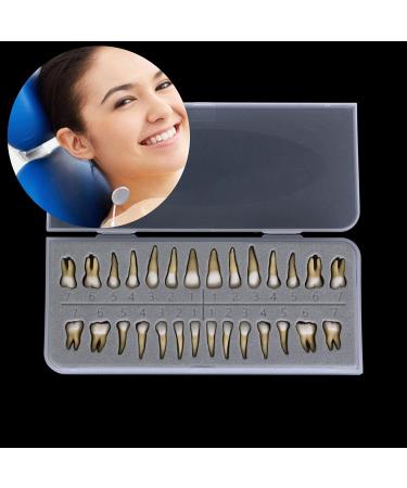 Buy Dental 1:1 Permanent Teeth Model - Ideal for School Demonstrations & Study Practice | International Shipping Available - Buy Online on GoSupps.com