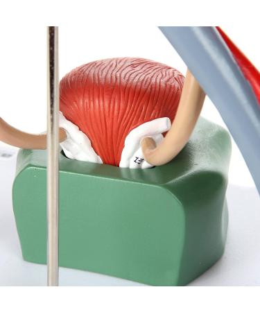 Educational Model Urea Model 13.5 Inch Male Urine System Anatomy Model with Kidneys with Adrenal Glands Urine Conductors Bladder 19 Numbered - Buy Online on GoSupps.com