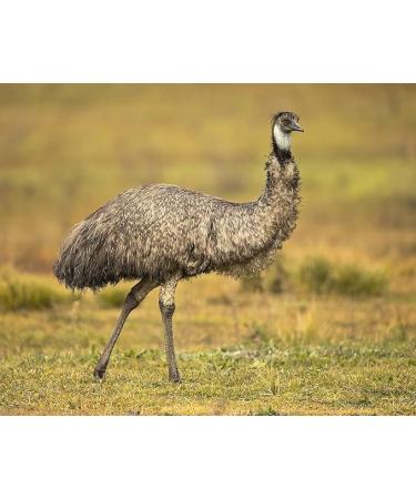 Premium Australian Emu Oil - 7X Refined 4 oz Glass Dropper - 100% Pure Extra Strength for Hair Face Body Pain - Natural Top Grade A by OPO - Buy Online on GoSupps.com