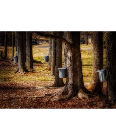 Pack of 5 canned Quebec golden maple syrup - 100% pure - 540ml cane x 5 units - Premium maple syrup - Buy Online on GoSupps.com