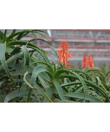 Buy Aloe Arborescens Leaves (500g Bundle) - Organic & Eco-Controlled | Dr. Kim Beisel Deutsches Aloe Vera Center - Buy Online on GoSupps.com