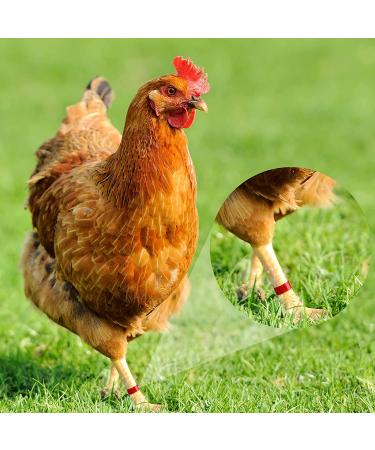 100 Pieces Colorful Numbered Chicken Leg Bands for Poultry - Clip-on Ankle Rings for Ducks, Chicks, Guinea, Gamefowl - 5 Colors - 0.63 x 0.39 Inch - Buy Online on GoSupps.com