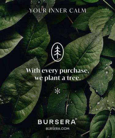 Bursera Organic Palo Santo Essential Oil 10ml 100% Pure Undiluted Sustainably Sourced Peruvian Oil for Diffusers Smudging and Cleaning Energy Palo Santo 0.34 Fl Oz (Pack of 1) - Buy Online on GoSupps.com