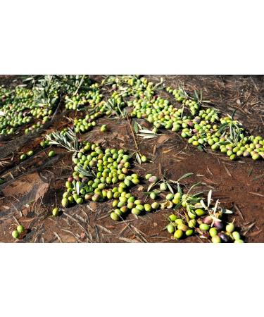 Bail n Gold | Extra Virgin Olive Oil (Picual 500 ml) - Buy Online on GoSupps.com