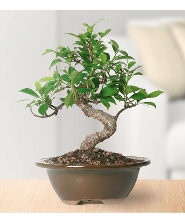 Brussel's Live Golden Gate Ficus Bonsai Tree - 4 Years Old - 5-8 Tall - Indoor Plant with Small Ceramic Pot - Buy Online on GoSupps.com