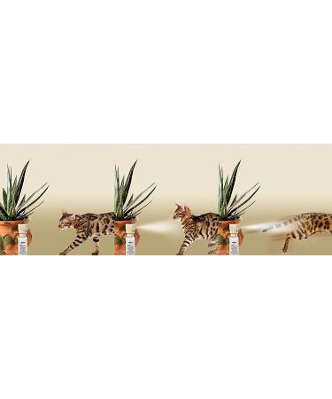 Multivet Scccat Kit - Complete Solution for Cat Healthcare - Buy Online on GoSupps.com