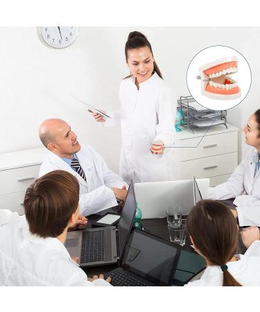 Shop Bovdc Teeth Model - Complete Dental Learning Tool for Tooth Extraction & Patient Communication - Buy Online on GoSupps.com