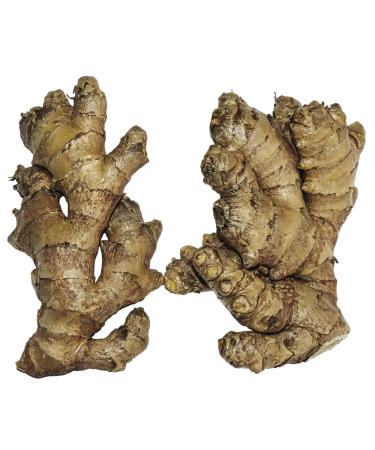 Live 10 Rhizomes of Edible Ginger Roots Zingiber Zingiber Officinale for Growing