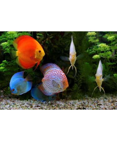 Aquatic Foods Inc. Arctic Krill Flakes which Contain Natural Carotenoids & Astaxanthin That Will Enhance The Vibrant Colors of Fish for All Tropical and Marine Fish...WL 1-lb 2oz Lg Jar 1.13 Pound (Pack of 1) - Buy Online on GoSupps.com