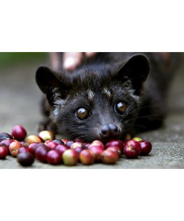 Kopi Luwak Premium (Coffee from wild Luwaks) - Fine Ground - The rarest Coffee in the World - - Buy Online on GoSupps.com