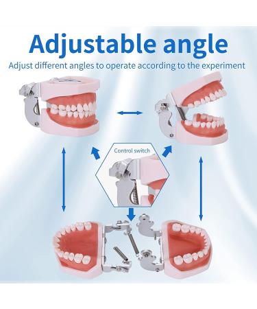 Dental Teeth Model Removable Tooth Teach Practice Model Teeth Model Includes 32Pcs Teeth for Practicing Restorative Techniques Come with A Small Screwdriver - Buy Online on GoSupps.com
