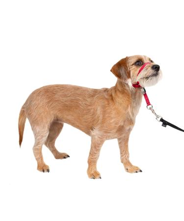 PetSafe Gentle Guide Collar with Training DVD Small Red - Buy Online on GoSupps.com