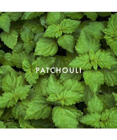 Alfred Sung Men's Cologne Homme Eau De Toilette EDT Spray 3.4 Fl Oz Alfred SUNG Alfred Sung 3.4 Fl Oz (Pack of 1) - Buy Online on GoSupps.com