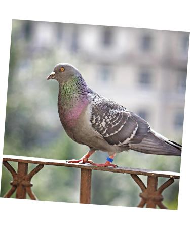 BESPORTBLE 300 Pcs Meat Pigeon Anklet Chicken Ankle Bands Pigeon Leg Ring Bird Leg Clips Hen Plastic 1.3X1.3CMx3pcs Dark Bluex3pcs - Buy Online on GoSupps.com