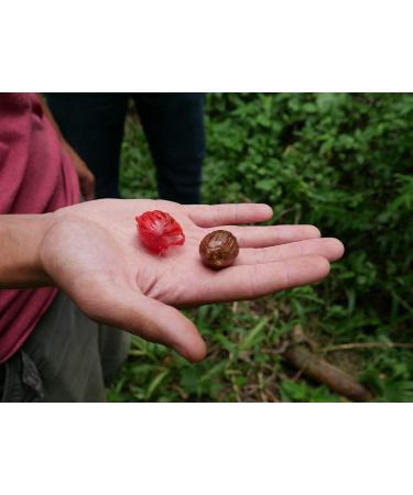 Buy Mandoi Organic Whole Mace (Macis) - 25g | Premium Nutmeg Flowers from Indonesia - International Shipping - Buy Online on GoSupps.com