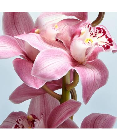 Erbario Toscano Fragranced Body Emulsion Spicy Vanilla 250 ml - Buy Online on GoSupps.com