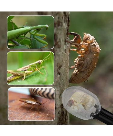 3 Pack Reptile Feeding Clips Reptile Feeding Tools Amphibian Feeding Clips Pet Plastic Feeding Clips for Hamsters Lizards Spiders Bearded Dragons (Black) - Buy Online on GoSupps.com