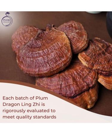 Plum Dragon Ling Zhi | Reishi Mushroom - 1lb - Buy Online on GoSupps.com