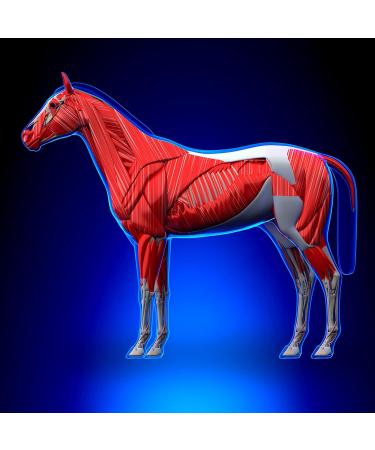 Pure Hemp Conditioning Powder for Horses 2Kg - A Natural Protein for Developing Topline Encouraging Muscle Growth & Improving Condition with Omegas 3 6 & 9 - Buy Online on GoSupps.com