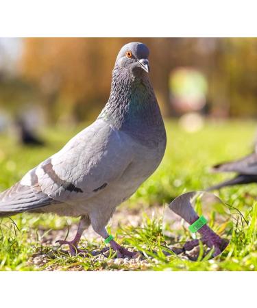 Andiker 100 Pigeon Identification Rings - 8mm Plastic Leg Bands for Birds Parrots Pigeons & Quails (Green) | International Shipping - Buy Online on GoSupps.com