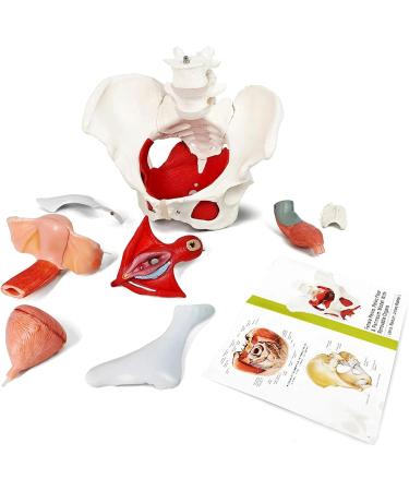 Esmen Female Pelvis Perineum Model - Removable Organs & Magnetic Mounting for Educational Display | International Shipping - Buy Online on GoSupps.com