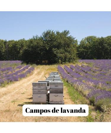 L'Abella Mel - Miel de Lavande 100% Naturel | Miel d'abeille pur - R colt la main sur la Costa Blanca Espagne - Sans gluten- 2000G - Buy Online on GoSupps.com