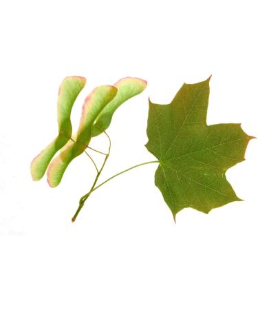 MAPLE - 15mL - Organic bud macerate - Buy Online on GoSupps.com