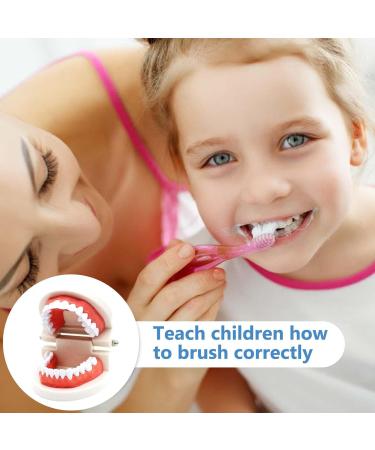 Children's Tooth Model Set - 2 PVC Dental Models & Toothbrushes for Clinics & Oral Care Lessons - Buy Online on GoSupps.com