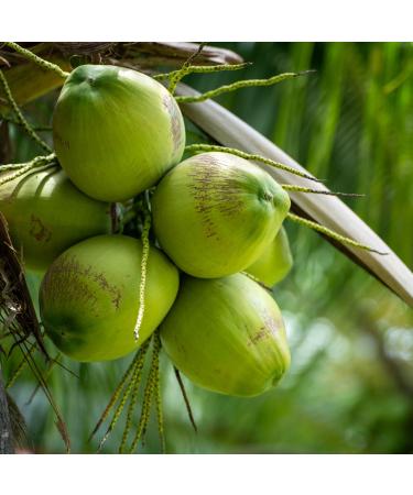 YESHU Coconut Drink Can - Refreshing 245 ML Beverage | Buy Internationally Online - Buy Online on GoSupps.com