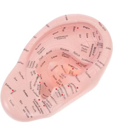 Artibetter 1Pc Human Ear Acupuncture Model - Medical Auricular Massage Tool for Home Use | International Shipping Available - Buy Online on GoSupps.com