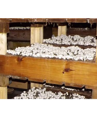 White Button Mushroom Growing Kit - Easy Fresh Shroom Growth - Buy Online on GoSupps.com