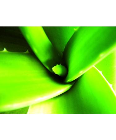 SO'BiO tic Cosmebio Hydra Aloe Vera 5-in-1 Dermo Hypoallergenic Sensitive and Reactive Skin Defence Cream 50 ml - Buy Online on GoSupps.com