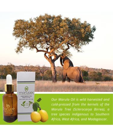 MarulaX Luxury 100% Pure Virgin Marula Oil - Anti-Aging Face Moisturizer and Skin Care - Cold Pressed from African Marula Tree Nut - Gluten Free - 30ml/1Fl Oz - Buy Online on GoSupps.com