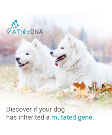 AffinityDNA Dog Degenerative Myelopathy (DM) DNA Test Kit | Fast Results in 7 Days | Canine DM Testing for Puppy | Home Collection - No Extra Fees - Buy Online on GoSupps.com