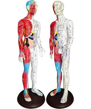 60cm Acupuncture Human Body Acupoint Model Semi-Muscle Acupuncture Point Model with Clear Lettering and Skeletal Viscera Model for Teaching Aids - Buy Online on GoSupps.com