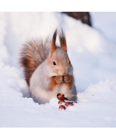 AgnesGP Hazelnuts In Shells for Wild Birds and Squirrels (5Kg Sack Included) - Nutrient-Rich Snack for Your Backyard Friends - Buy Online on GoSupps.com