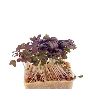 8750mg Ruby Wicks Mustard Seeds