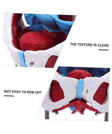 Buy GLEAVI Hip Bone Model - 1pc Pelvic Uterus Model | Animal PVC Lip Gloss Medical Pelvic Model for International Shipping - Buy Online on GoSupps.com