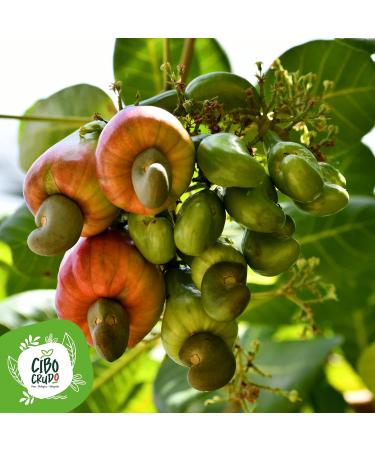 Organic Cashew Nuts - 1.5 Kg. Unsalted Unroasted and Raw Nuts. Untreated and No Additives Gluten Free and Vegan. Rich in Protein Vitamins and Minerals. Organic Cashew Nuts. - Buy Online on GoSupps.com