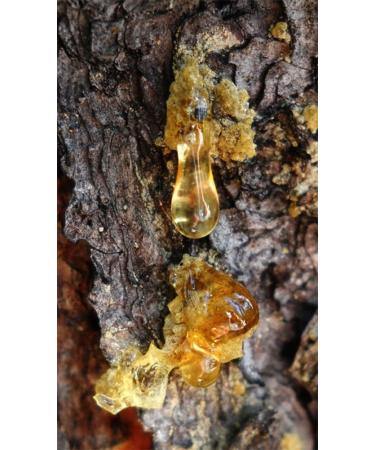 Organic Cedar Nut Oil 100ml - Pure Unfiltered Pine Core Oil with 10% Cedar Resin - Authentic & Natural - Buy Online on GoSupps.com