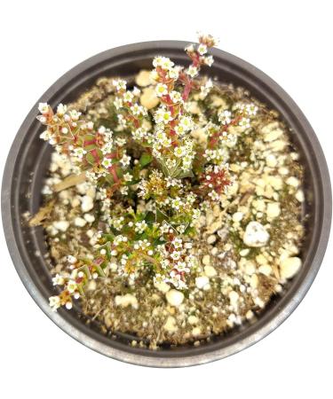 Crassula Pagoda Village 4 inch | Unique Live Succulent Collection | Fully Rooted Indoor House Plant - Buy Online on GoSupps.com