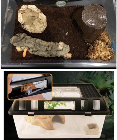 Breeding Box Petforu Crawler Jar Small Reptile Feeding Box Portable Plastic - Rectangle S - Buy Online on GoSupps.com
