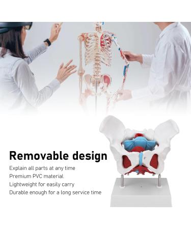 Pongnas Efficient Stylish Utensil for Fitness Training | Optimal Demo & Extra Content - Shop Internationally - Buy Online on GoSupps.com