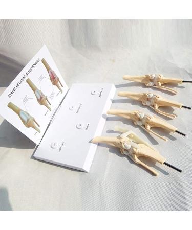 4 Stages Dog Knee Model Dog Artificial Knee Joint Model Life Size PVC Dog Knee Joint Model Stages of Canine Osteoporosis Model for Veterinary Office Educational Tool - Buy Online on GoSupps.com