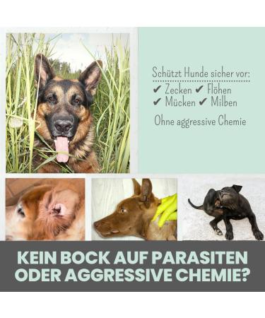 NOMS+ ZPOT-ON Dog Ticket | Annual Supply | Natural Active Ingredients & Saltidin | Protects Against Ticks Mites Fleas & Sand Mosquitoes - Shop Now! - Buy Online on GoSupps.com