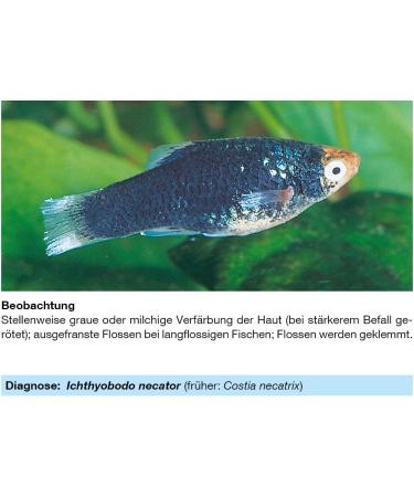 Sera Med Professional Protazole 100 ml - Effective Treatment for Fish Skin Parasites | Aquarium Medicine - Buy Online on GoSupps.com