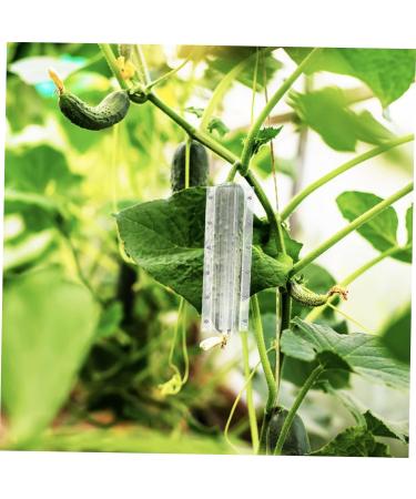 POPETPOP 4pcs Shaped Growth Mold Ginseng Transparent Fruit Shaping Mold Acrylic Small Fruit Vegetable - Buy Online on GoSupps.com