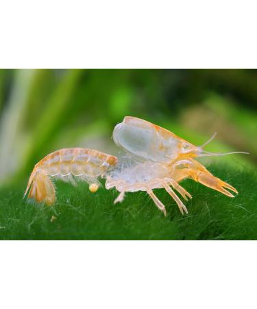 NatureHolic - MineralCube Spinat Power I for mineral intake I with valuable spinach I No water pollution I Ideal food for holidays I 47ml - Buy Online on GoSupps.com